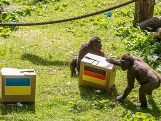   Con khỉ đột nhận định trận Đức vs Ukraine 
